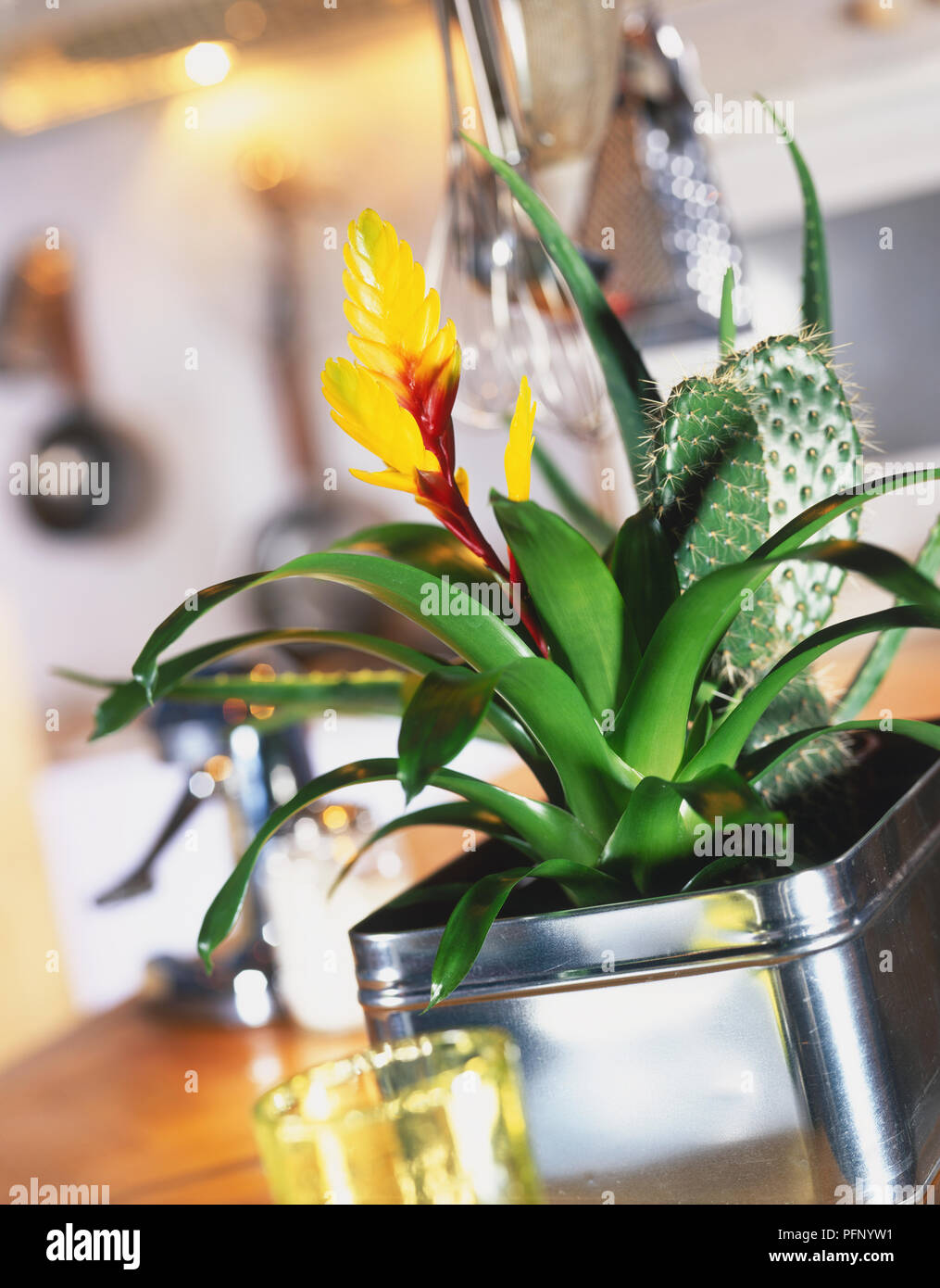 Yellow-red flowered Bromeliad in a silver tin in a kitchen, tilted view. Stock Photo