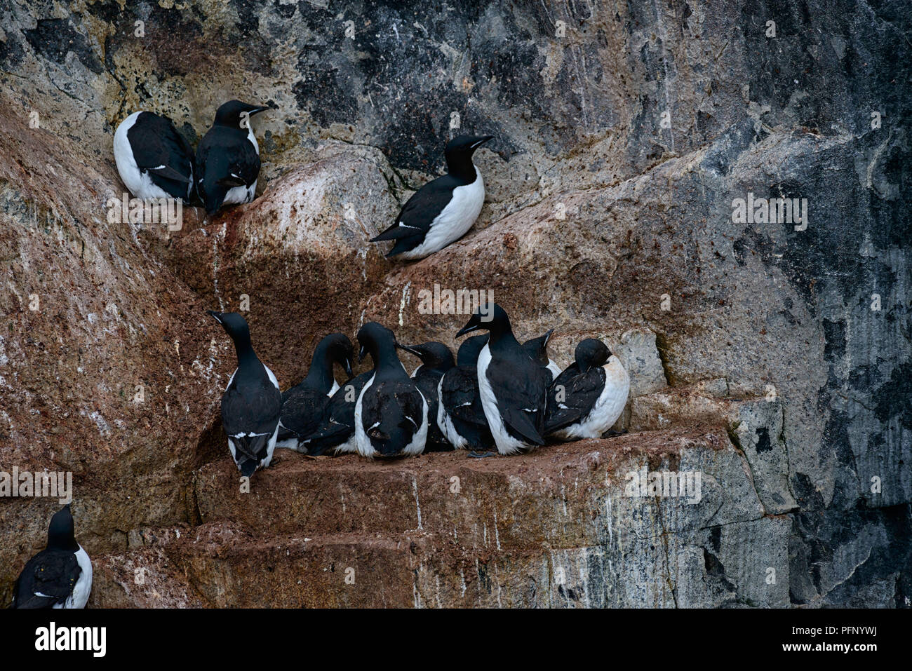 Colony of thick-billed murres at Alkefjellet, Svalbard, Norway. Stock Photo