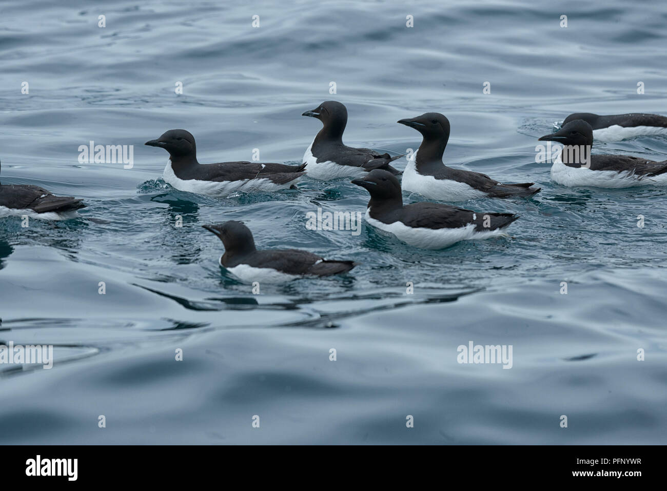 Thick-billed murres swimming in sea at Alkefjellet, Svalbard, Norway. Stock Photo