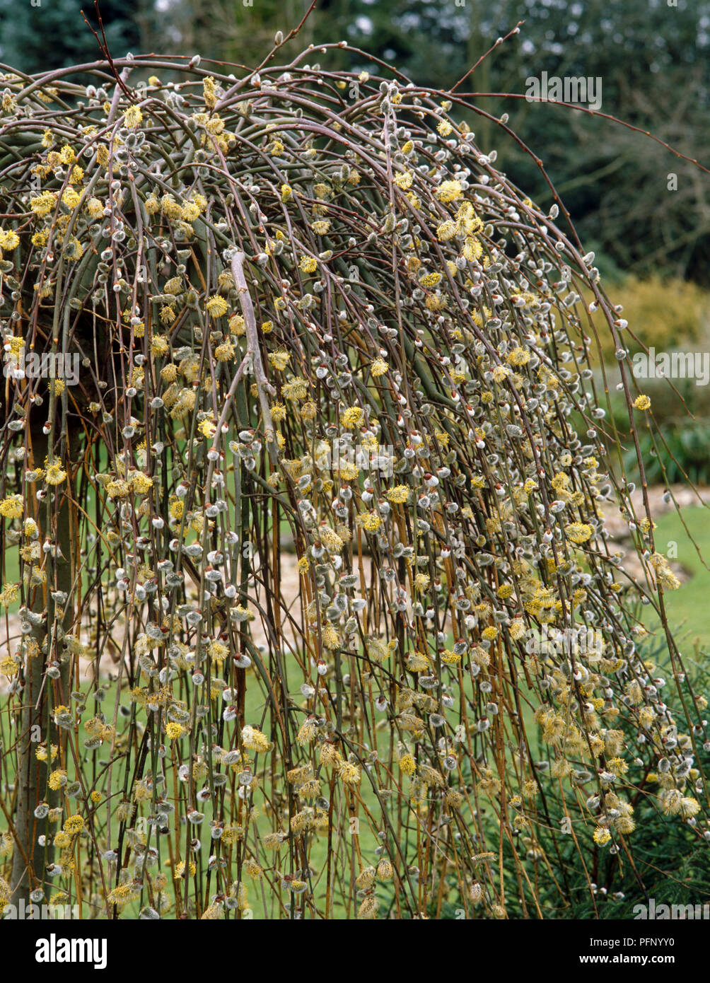 Salix Caprea 'Kilmarnock', Kilmarnock Willow, weeping shrub showing yellow, furry flowers. Stock Photo