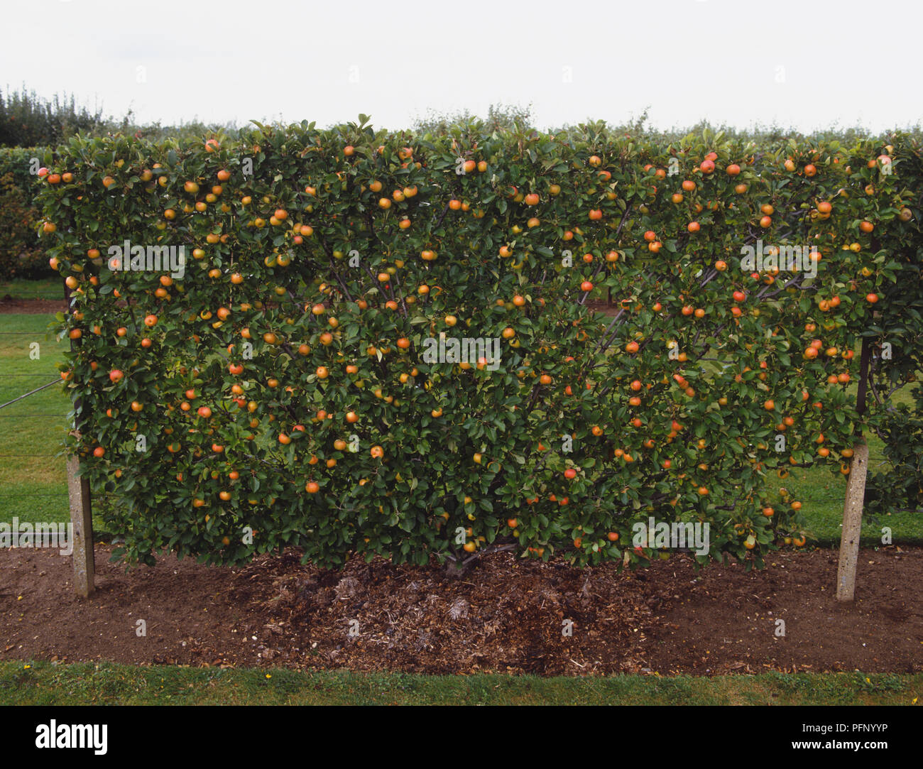 Apple tree in fruit, trained into shape of wall. Stock Photo