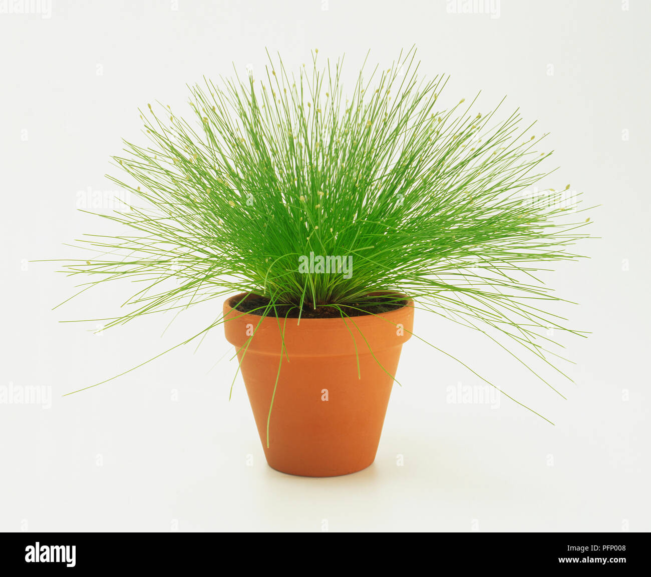 Hairy grass of slender club-rush, Isolepis cernua, in pot. Stock Photo