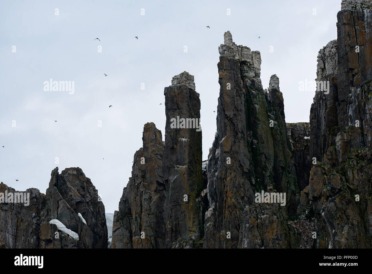 Steep cliffs with birds  at Alkefjellet, Svalbard, Norway Stock Photo