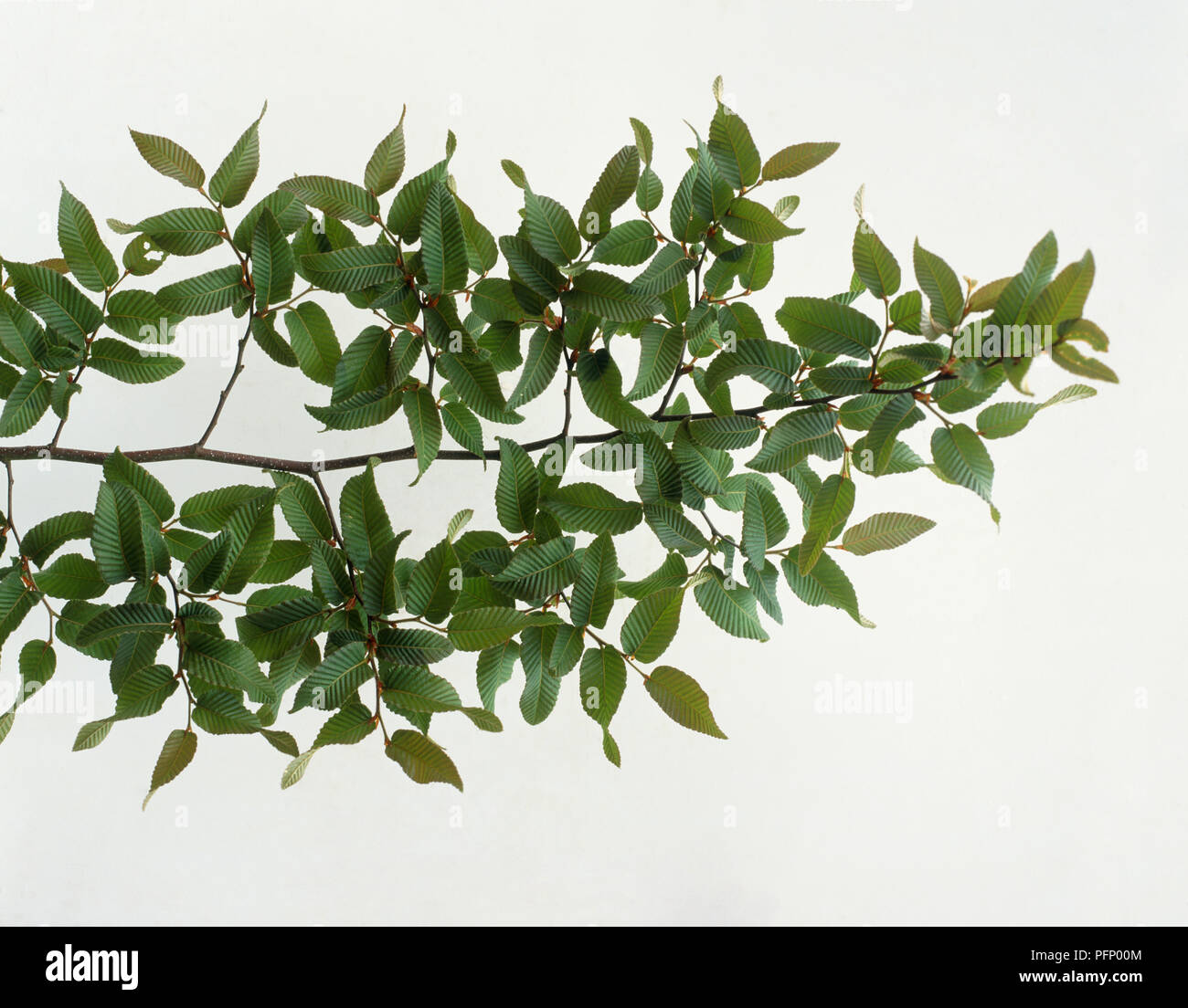 Nothofagus procera, Southern Beech, leafy branch. Stock Photo