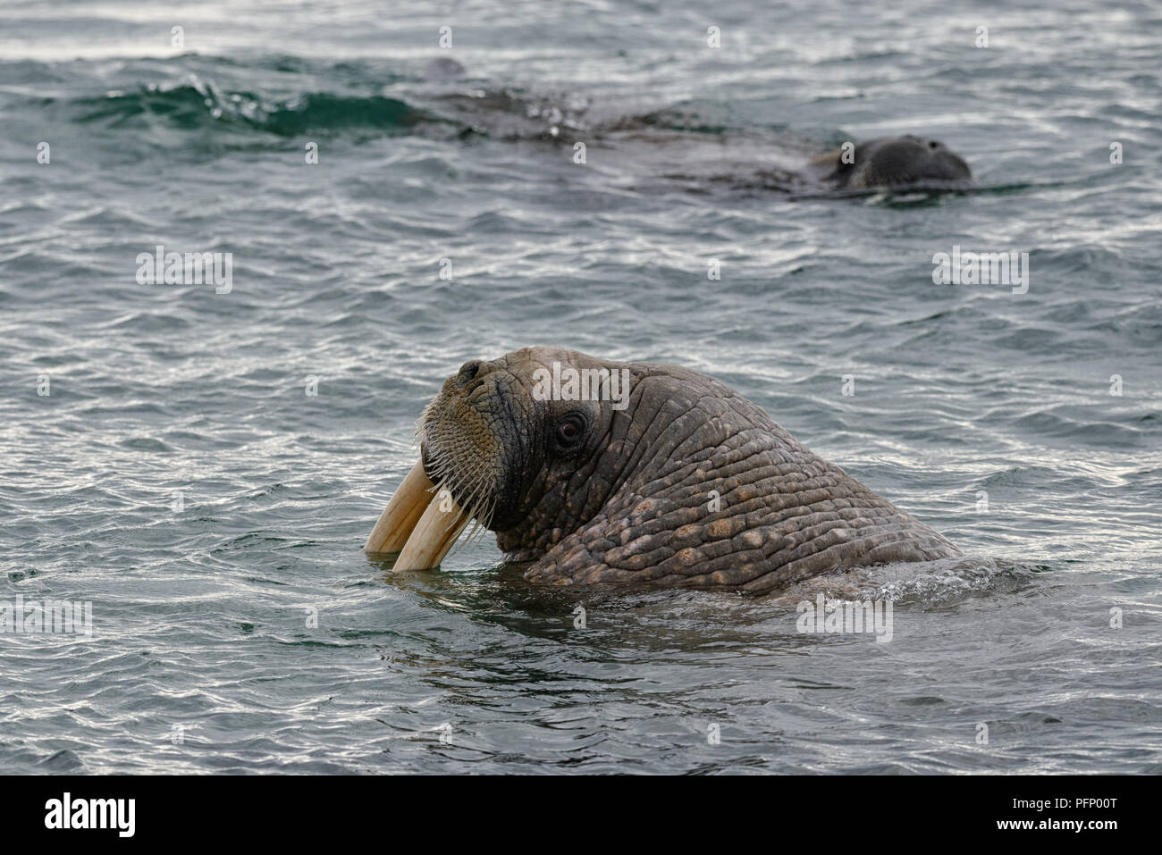 Walrus (Odobenus rosmarus), Torellnesfjellet, Nordaustlandet, Svalbard, Norway. Walrus in sea looking back Stock Photo