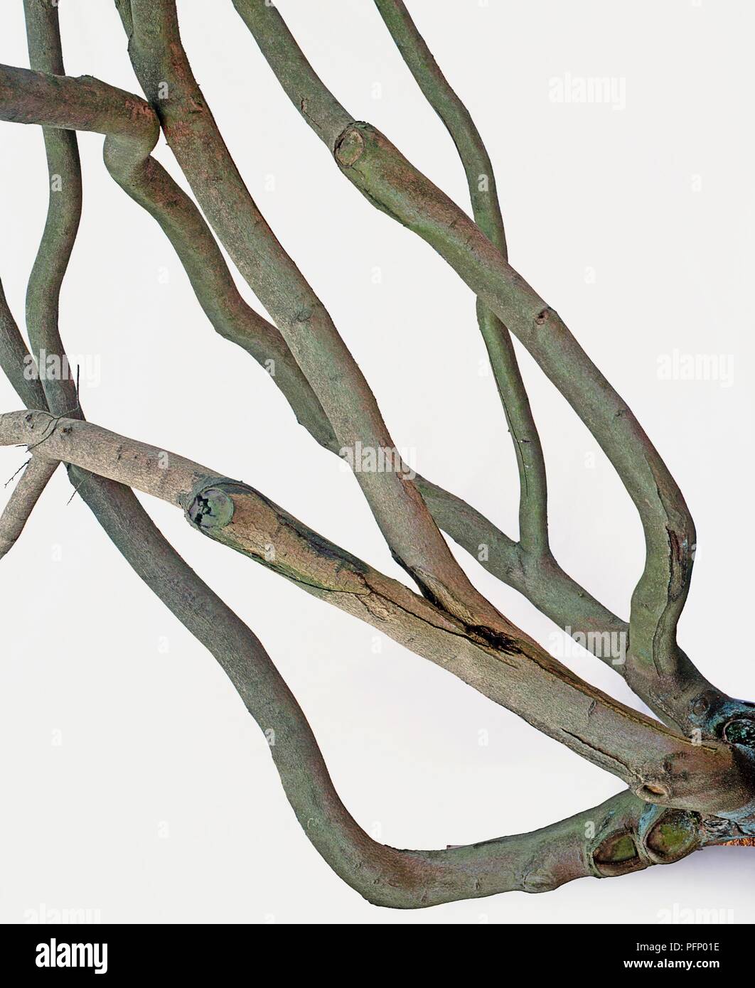 Crossing branches of a hamamelis shrub, one branch taking the weight of another, causing a split to develop on the main trunk Stock Photo