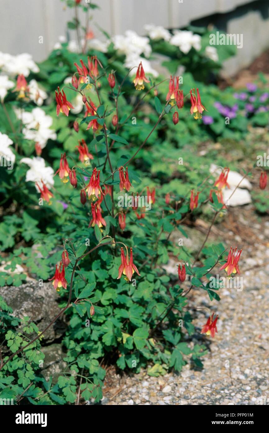 Aquilegia Canadensis (Wild red columbine), with pendulous red flowers on long, thin stems, and green leaves Stock Photo