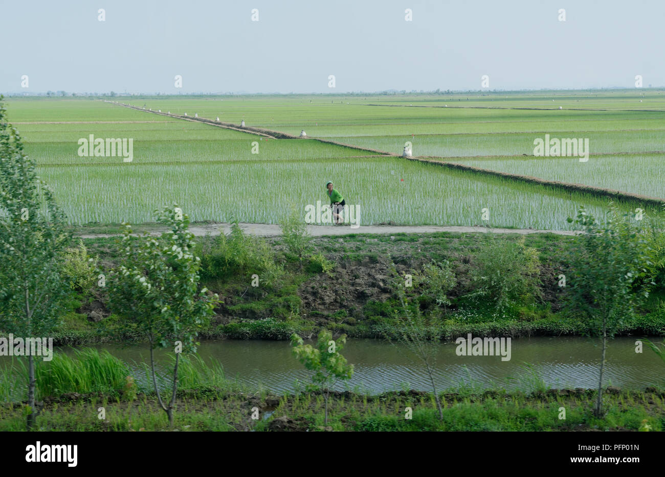 single worker by an irrigation ditch in the rice fields of North Korea. Stock Photo