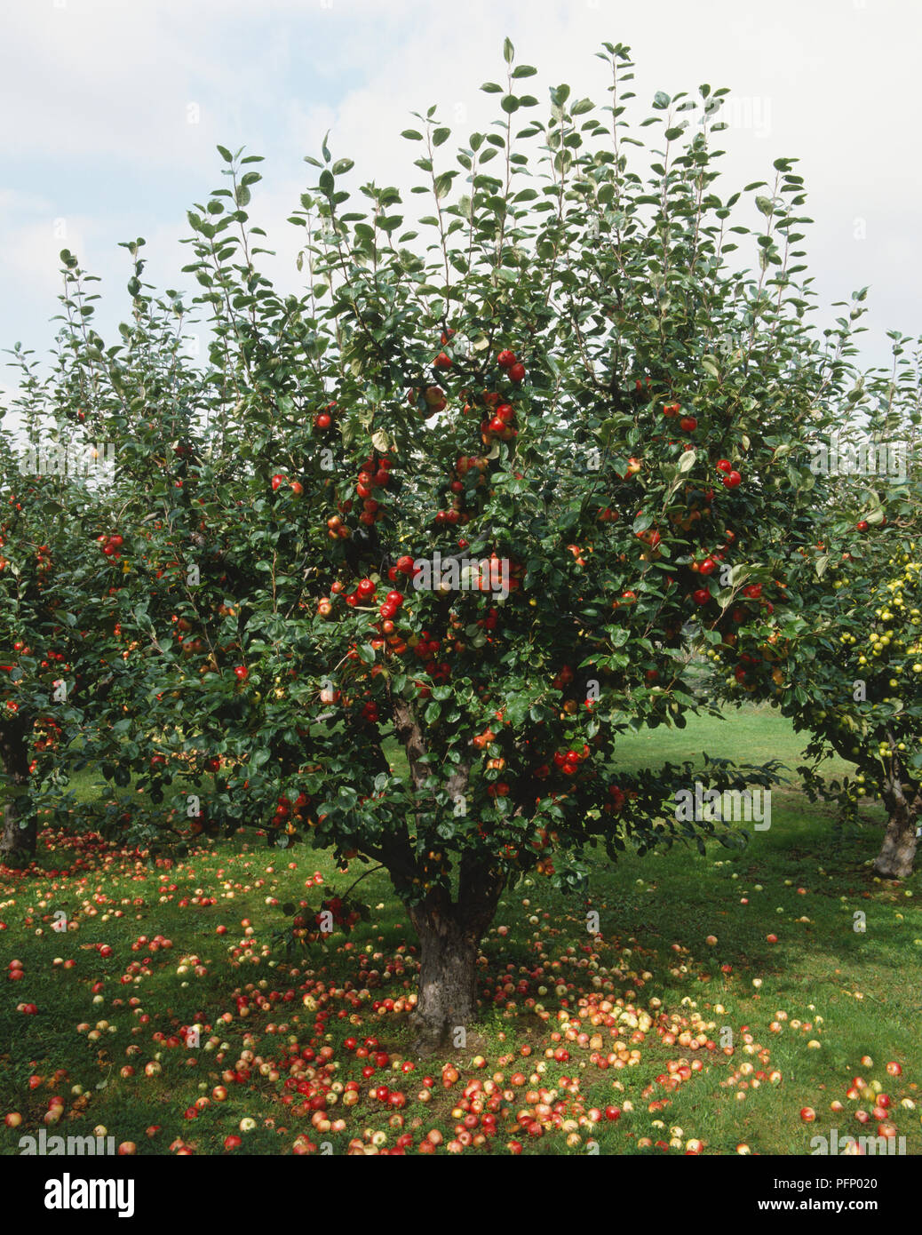 Fruitbearing apple tree in orchard, fallen apples across ground Stock