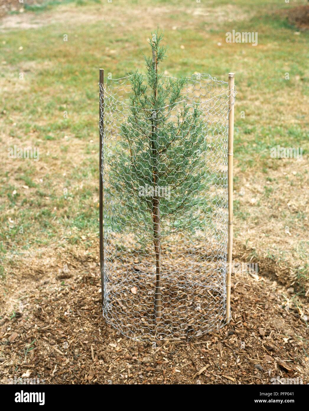 Wire mesh barrier protecting young Lawson's Cypress tree Stock Photo