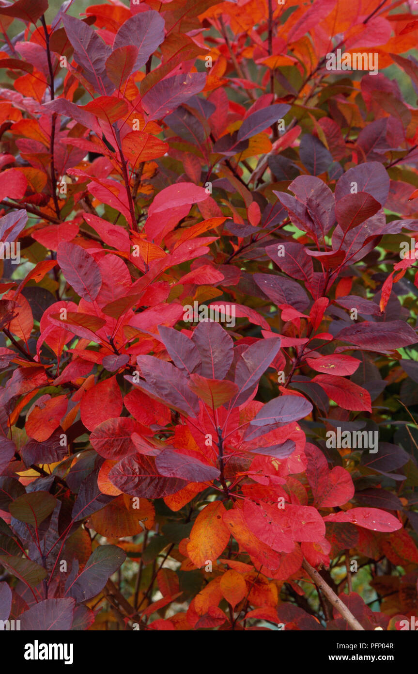 Cotinus 'Grace', Smoke Bush leaves in autumn. Stock Photo