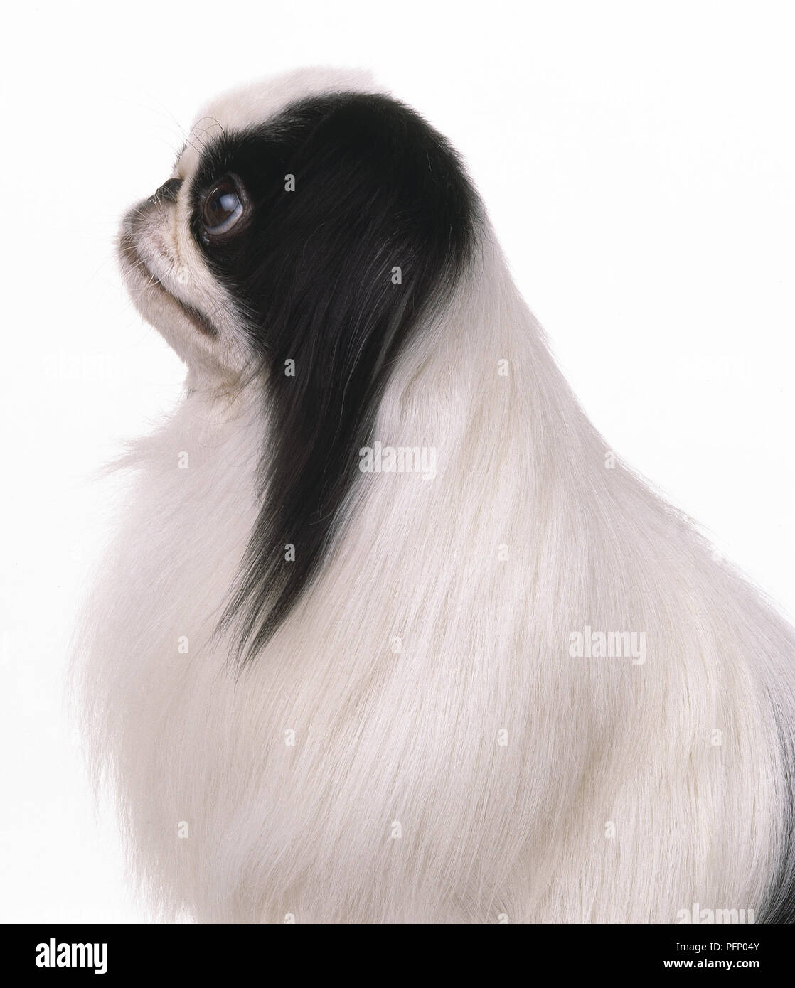 Profile of Japanese Chin Dog Stock Photo