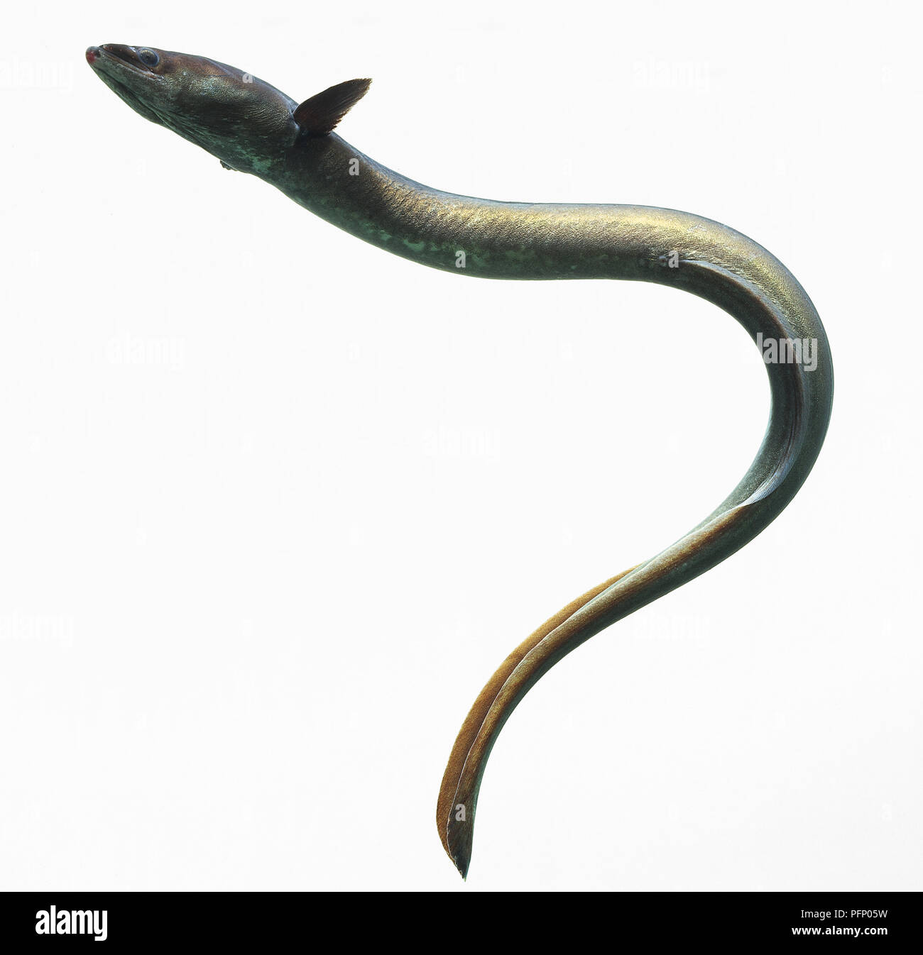 Adult Eel (Anguilliformes) swimming, making curving shape, side view Stock Photo