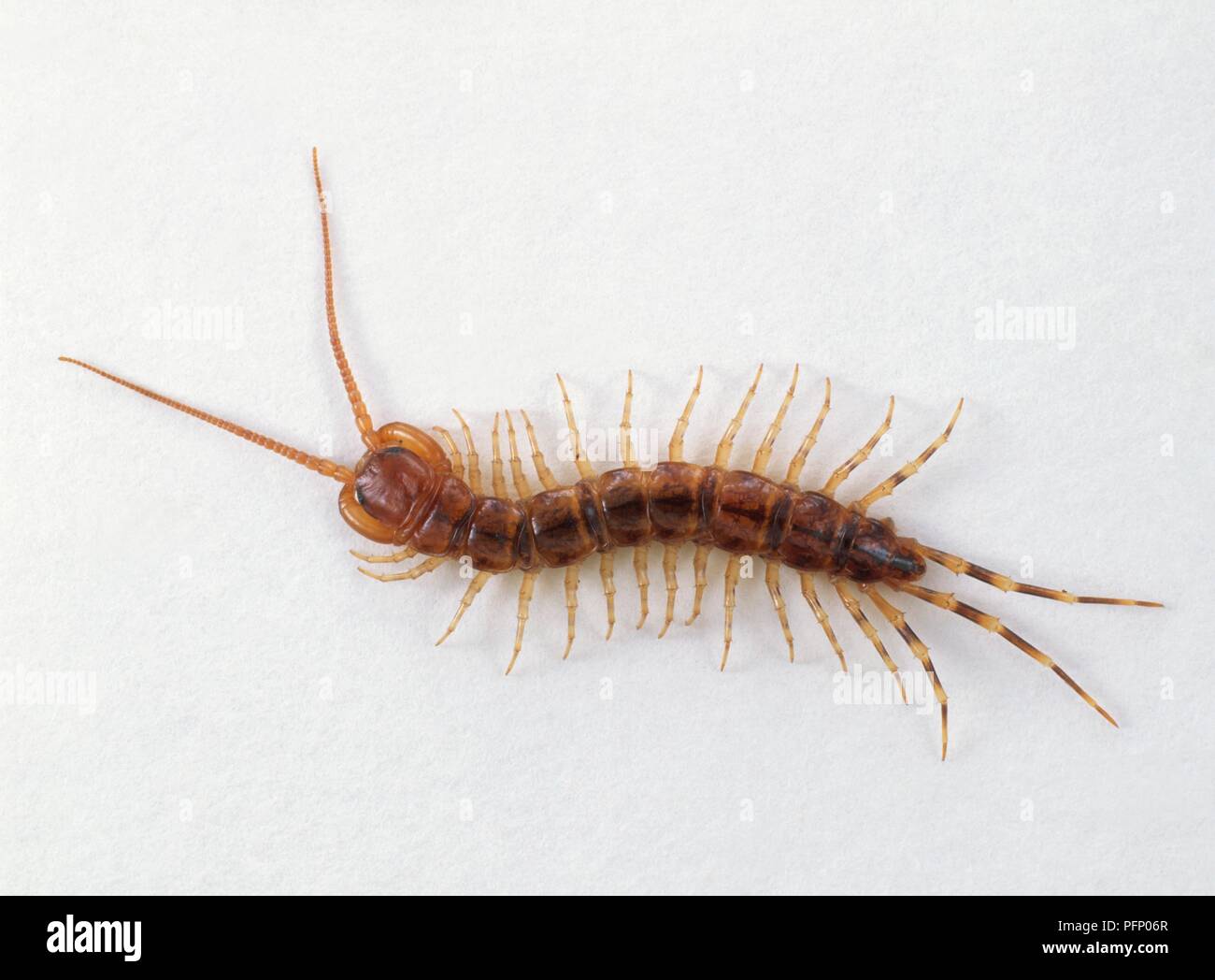 Centipede close up hi-res stock photography and images - Page 3