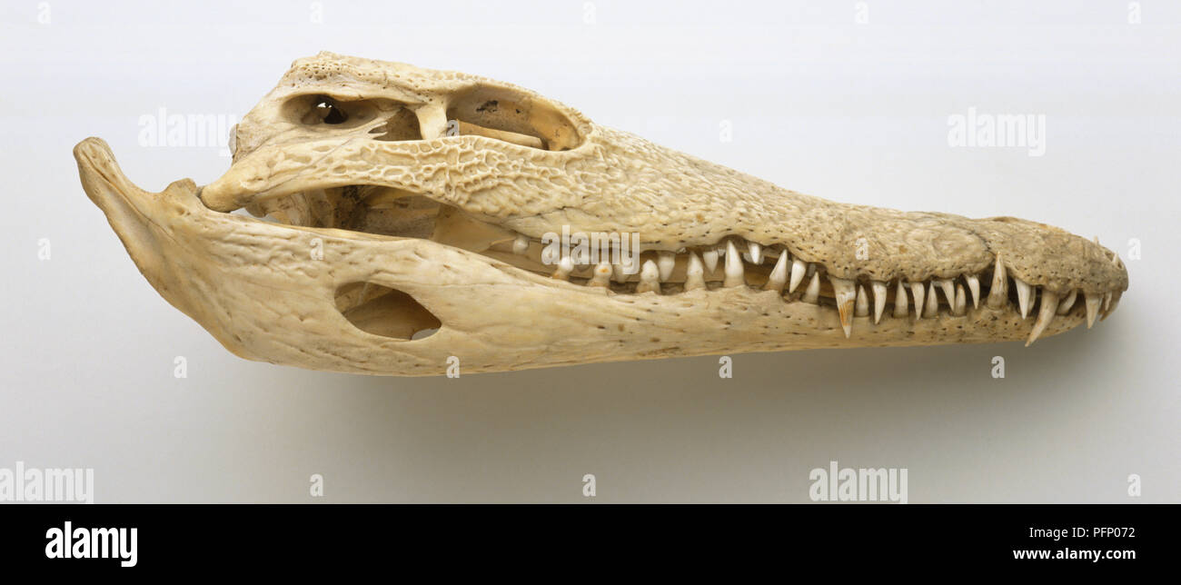 Crocodylus niloticus, nile crocodile, skull with rows of Crocodylus niloticus, nile crocodile, skull with rows of