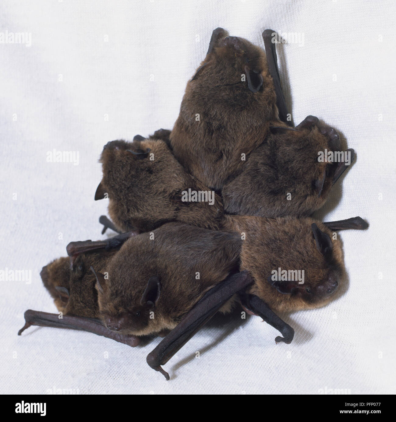 Six Common Pipistrelle Bats huddled up together. Stock Photo