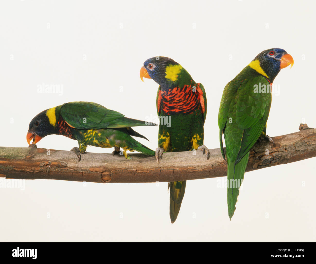 Three Rainbow Lorikeets (Trichoglossus haematodus) on a branch seen from front, back and side Stock Photo