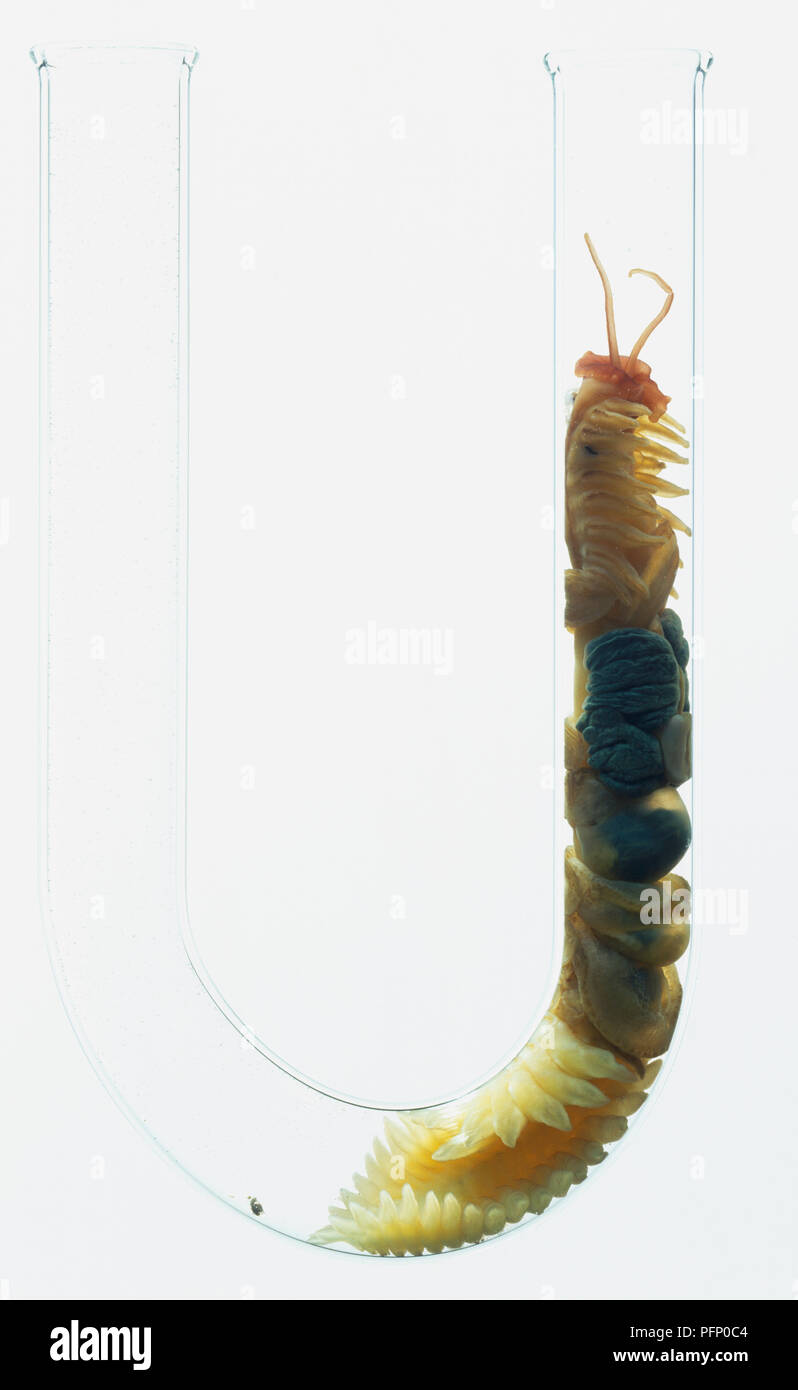 Parchment tube worm hires stock photography and images Alamy