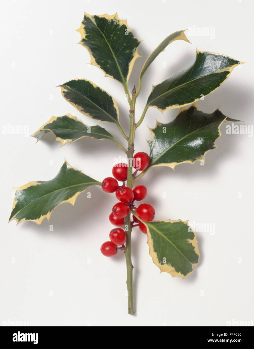 Aquifoliaceae, Ilex aquifolium 'Argentea Marginata', Common Holly, stem with young, pink, spiny leaves, green shoots and red berries. Stock Photo