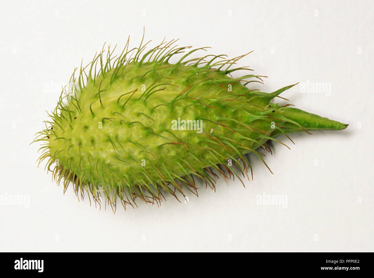 Gomphocarpus fruticosus, fruit of bristly-fruited silkweed, green bulb-like with bristly hairs. Stock Photo