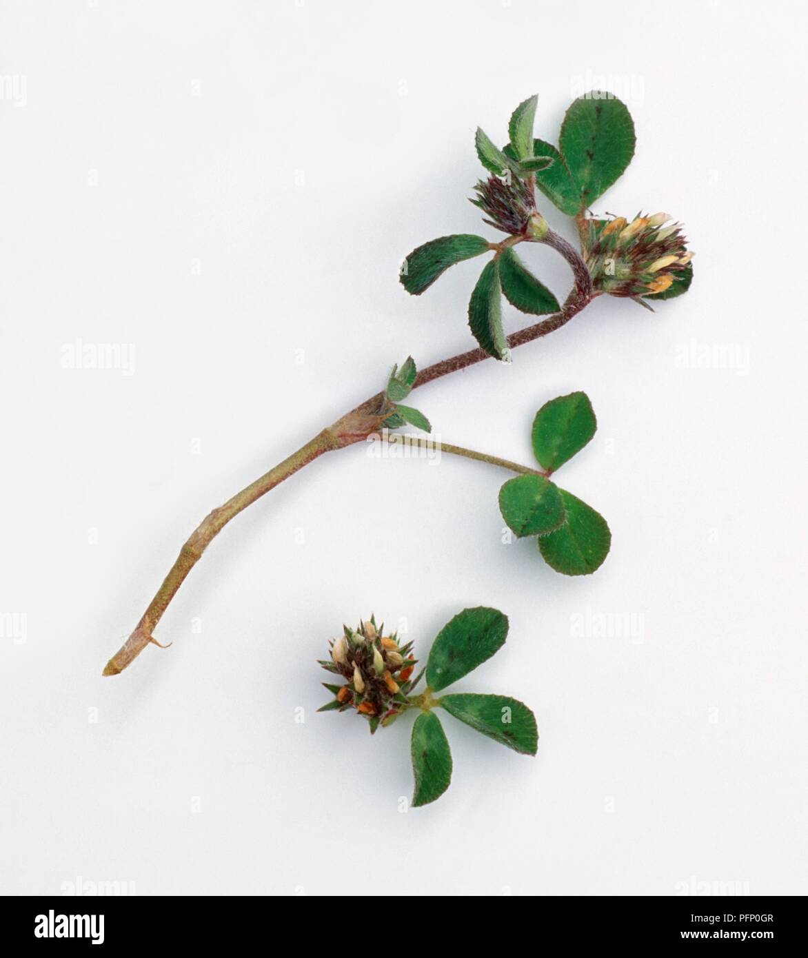 Trifolium Scabrum Rough Clover Stem With Flowers And Leaves And Separate Flower Head With Leaves Stock Photo Alamy