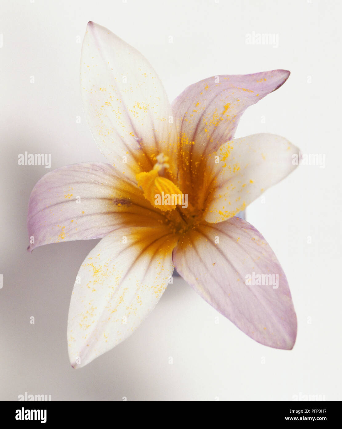 Romulea Bulbocodium flower-head with white petals with violet tinge yellow centre. Stock Photo