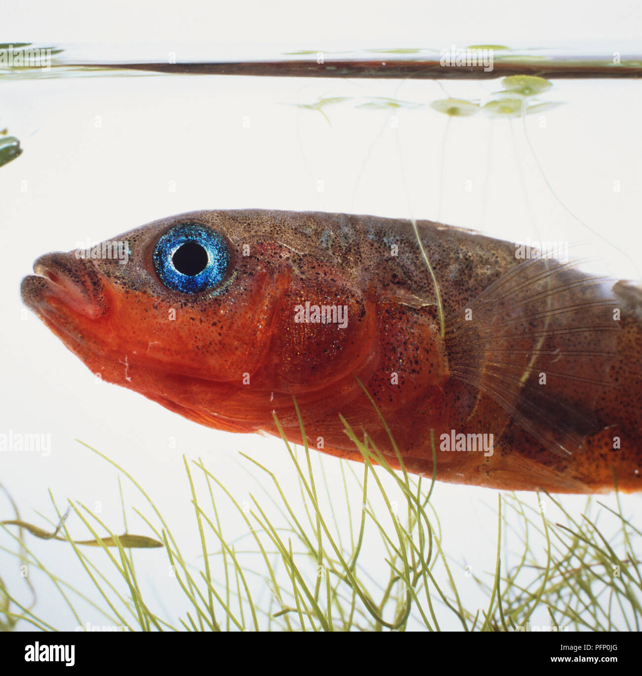 Three spined sticklebacks, hi-res stock photography and images - Alamy