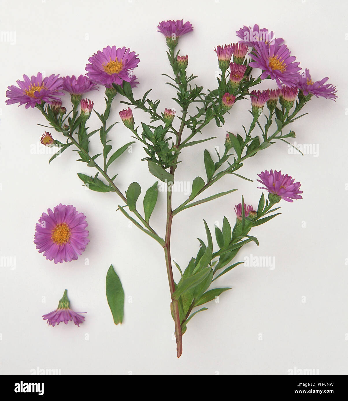 Aster Novi Belgii Michaelmas Daisy Branched Upright Flowering Stem Bearing Lance Shaped Stem Leaves Or Foliage And Daisy Or Composite Flowerheads Or Flowers Made Up Of Purple Or Pink Ray Florets And Gold Disc