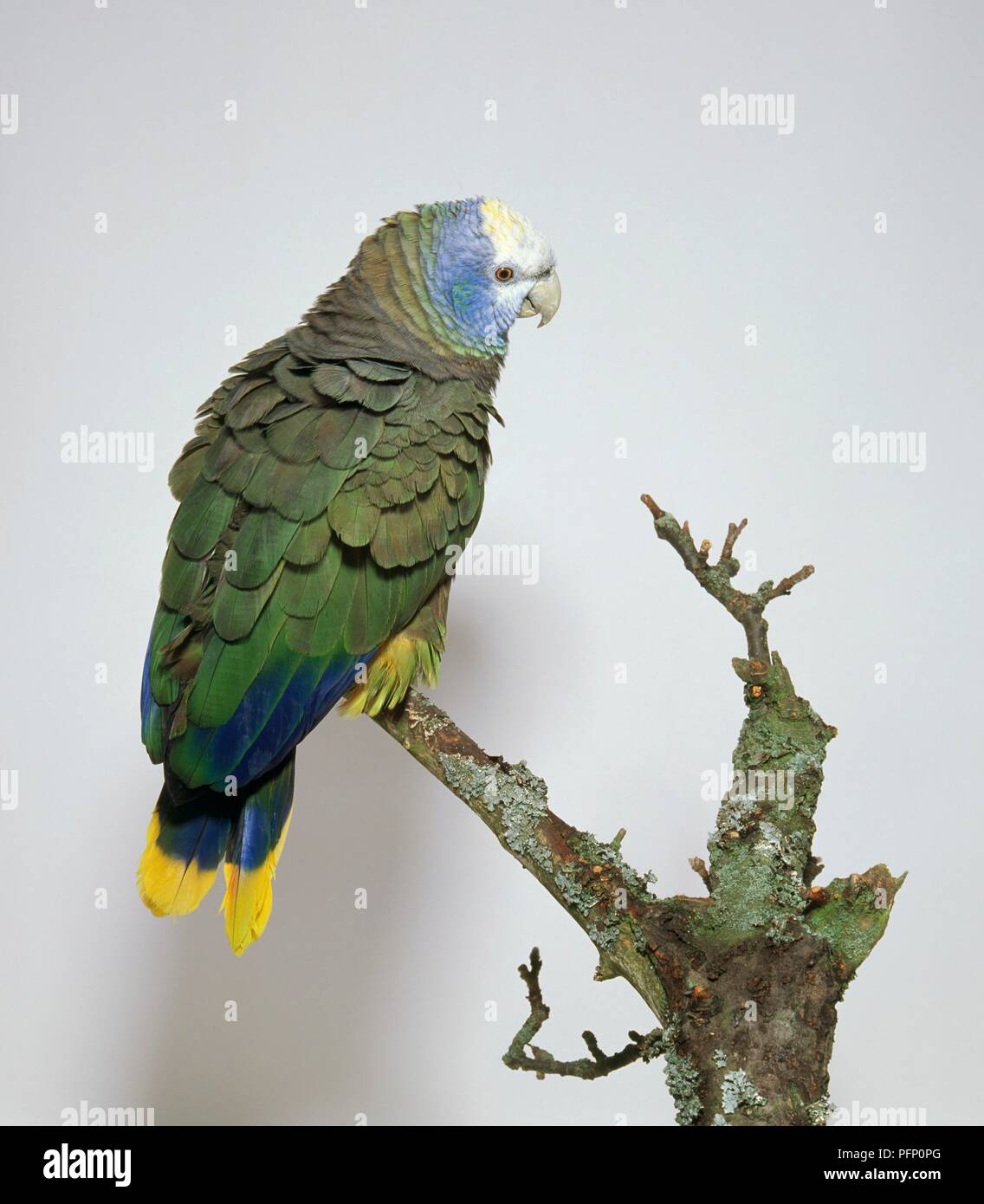 St Vincent parrot (Amazona guildingii) on a branch, side and rear view Stock Photo