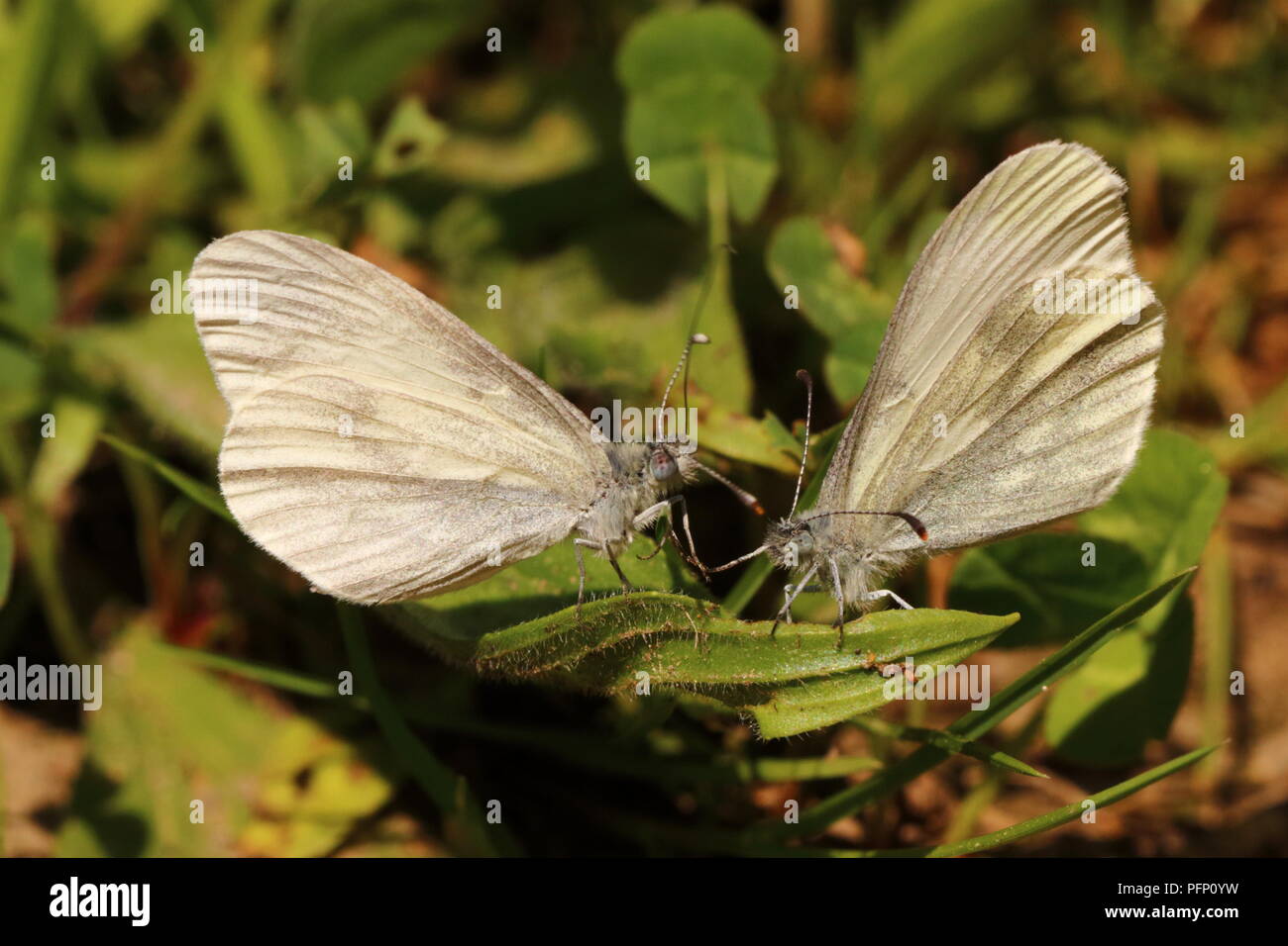 Courting Wood White Butterflies Stock Photo