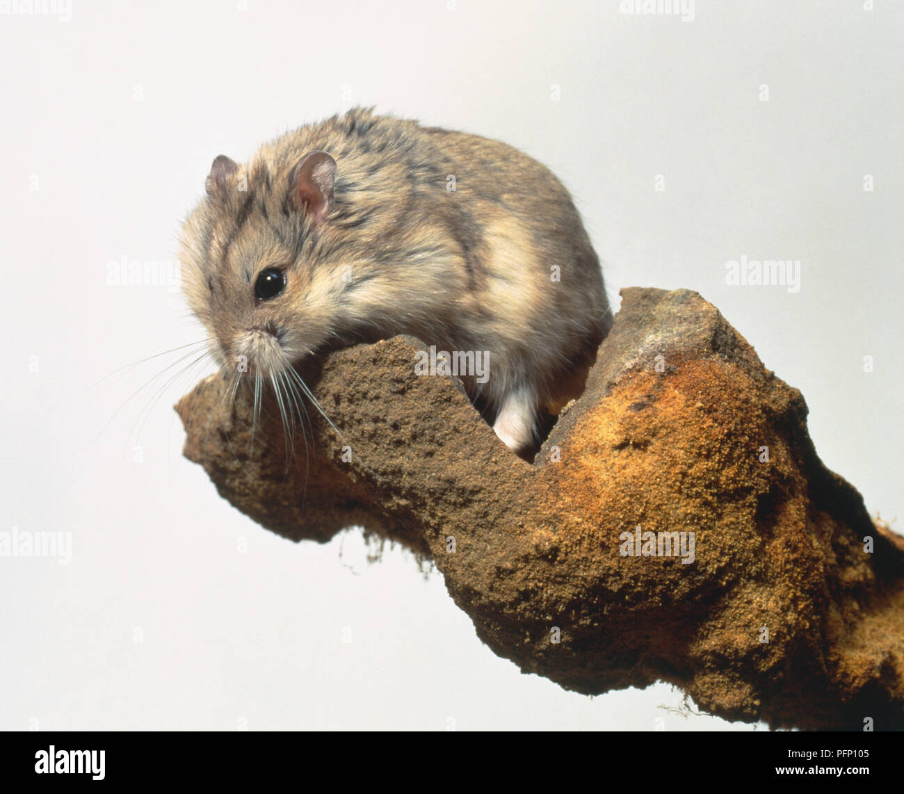 Desert or Roborovski Hamster, Phodopus roborovskii, a dwarf hamster on a stone. Stock Photo