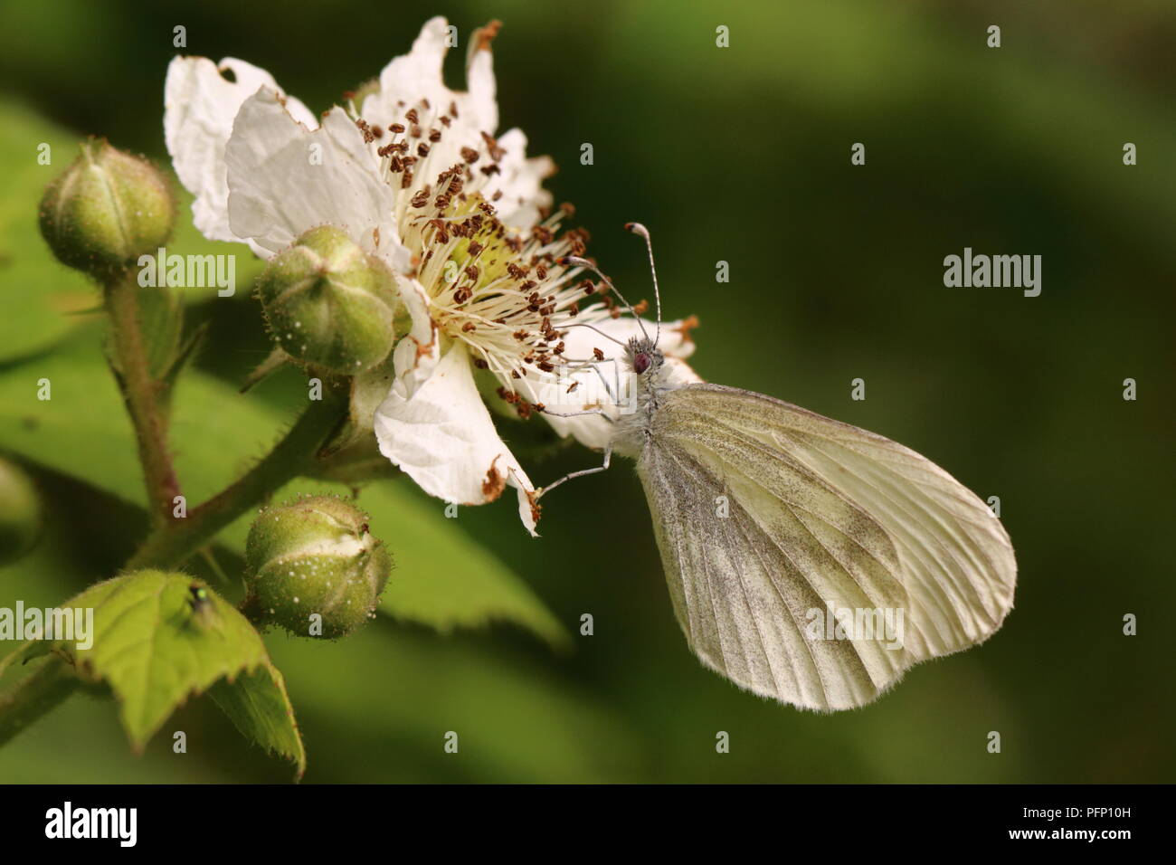 Wood White Butterfly Stock Photo