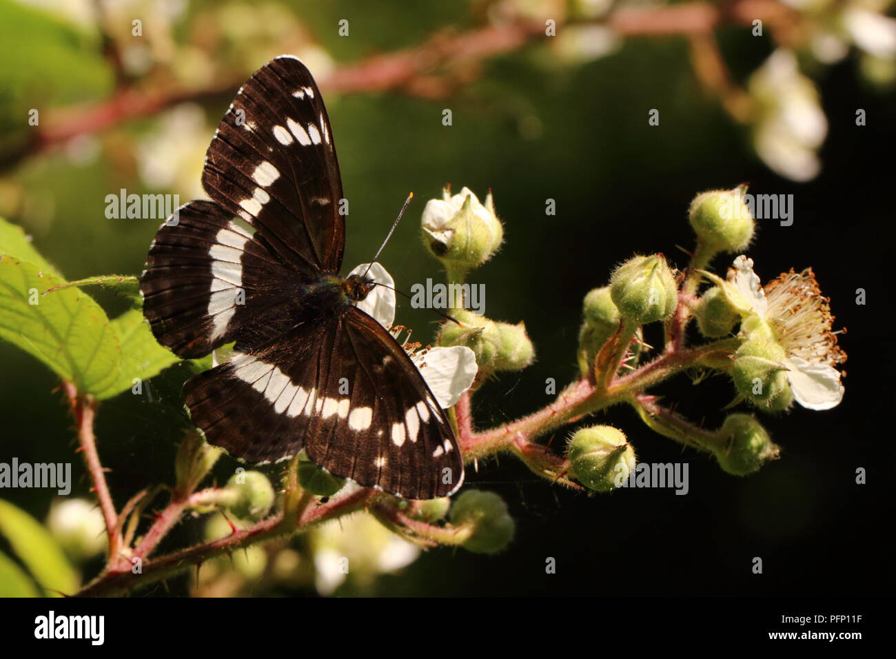 White Admiral Butterfly Stock Photo
