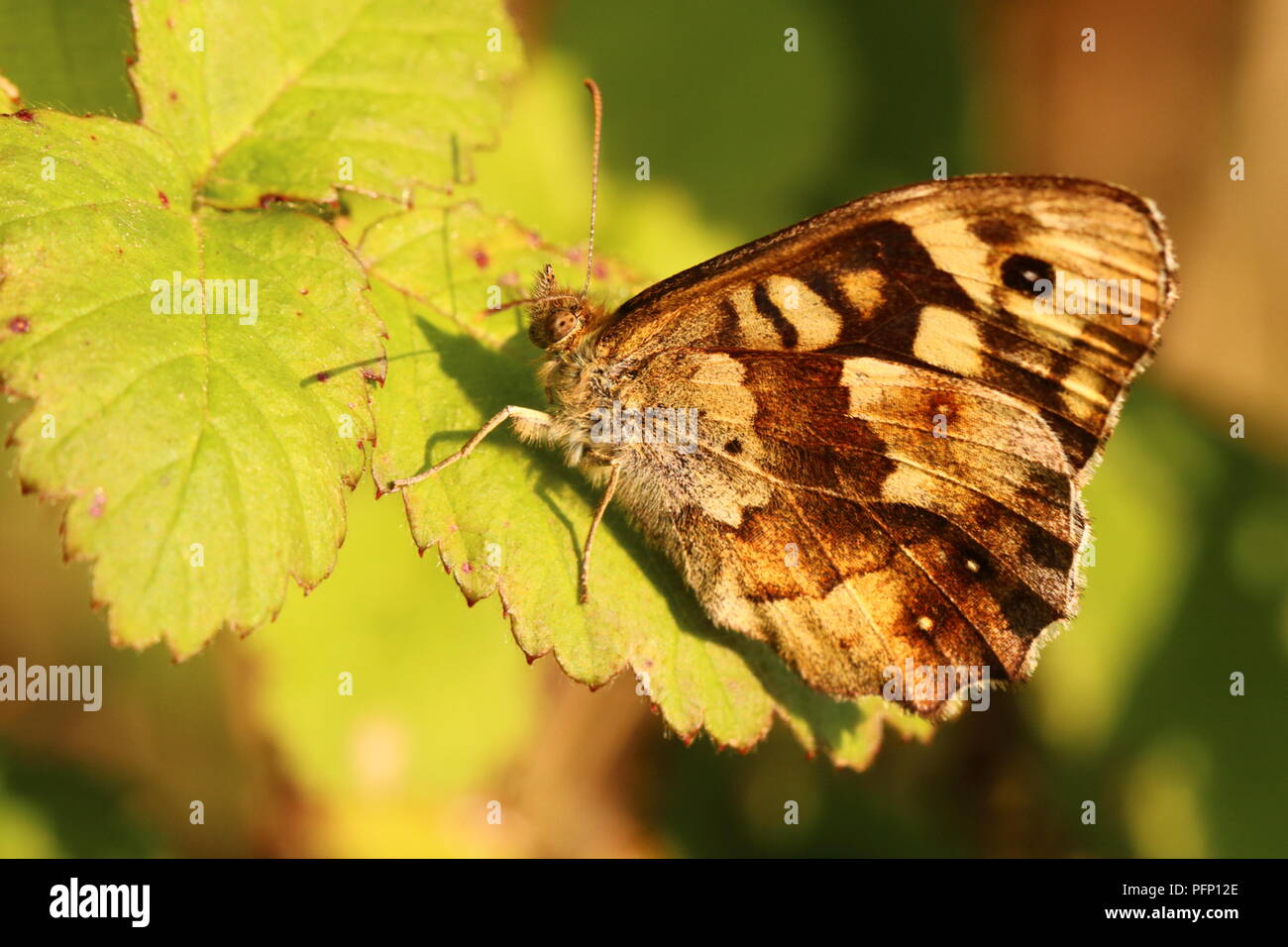Speckled Wood Butterfly (1st Generation) Stock Photo