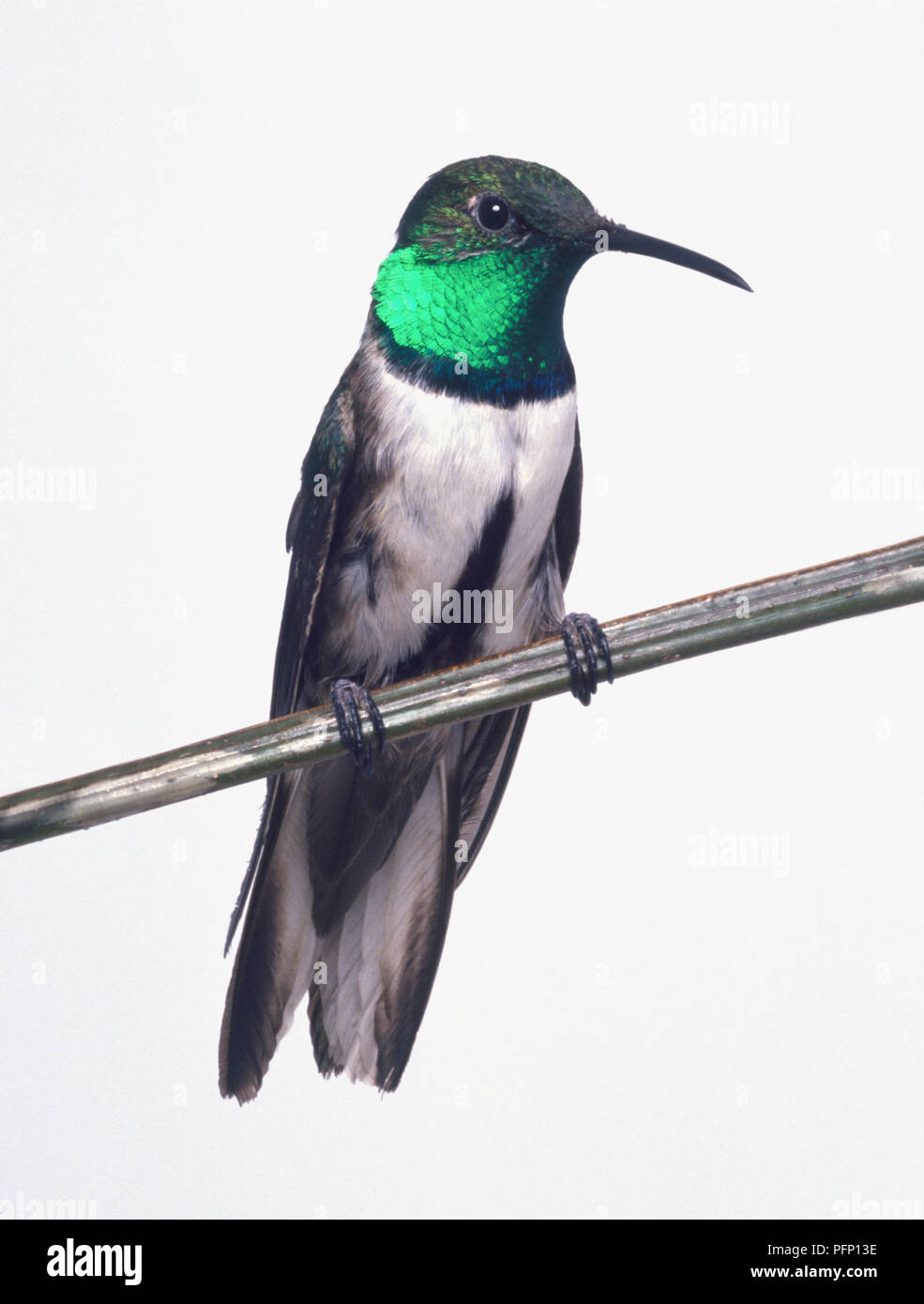 Front view of an Andean Hillstar with head in profile, perching on branch showing the slender, pointed bill, iridescent throat patch looking black or green depending on angle of view, long wings, spread tail feathers and dark belly. Stock Photo