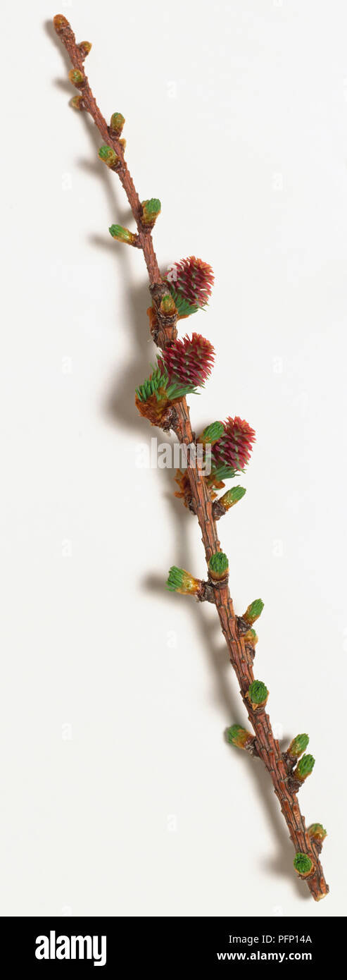 Pinaceae, Larix x eurolepis, Dunkled Larch, reddish brown branch with orange-brown shoots and red female flower clusters. Stock Photo
