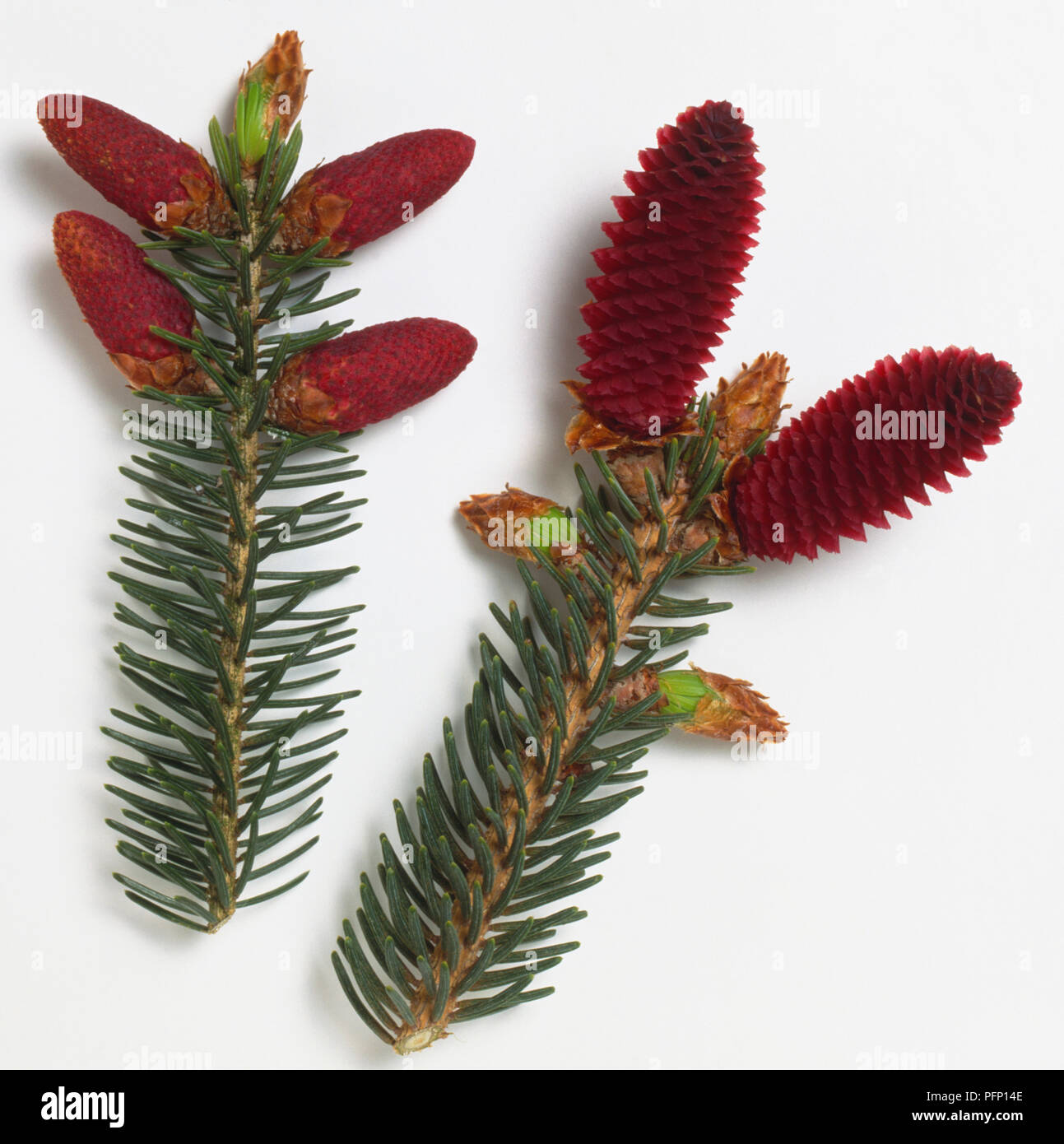 Pinaceae, Picea likiangensis, Lijiang Spruce, pale grey stem with long needle-like, blue-green leaves, bright red female flower clusters. Stock Photo