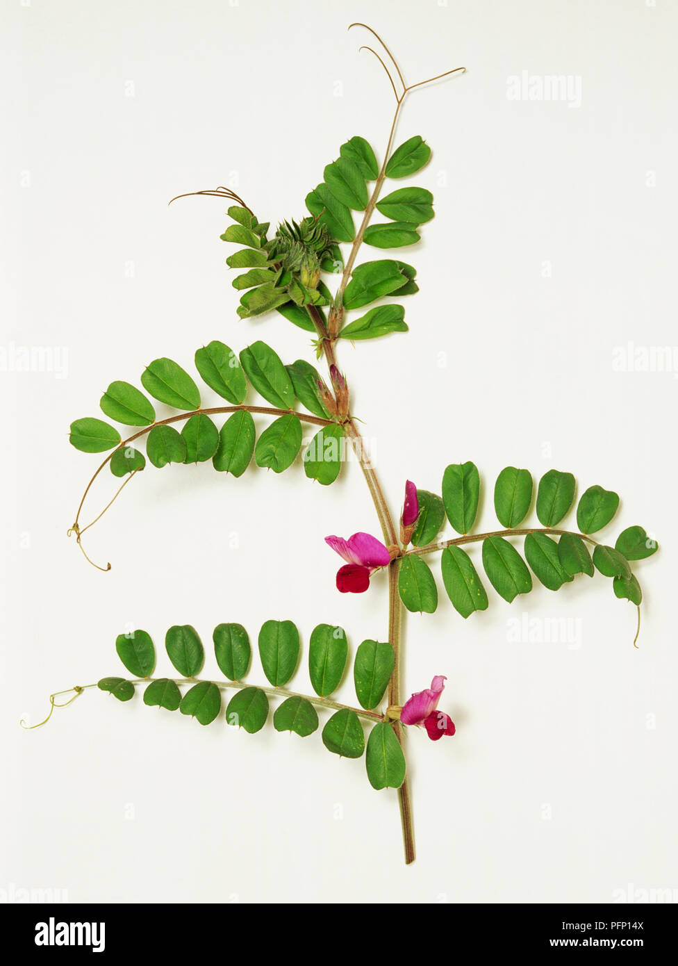 Vicia sativa, common vetch, stem with forked tendrils at the tip of the green opposite leaves, purple flowers growing in the leaf axils. Stock Photo