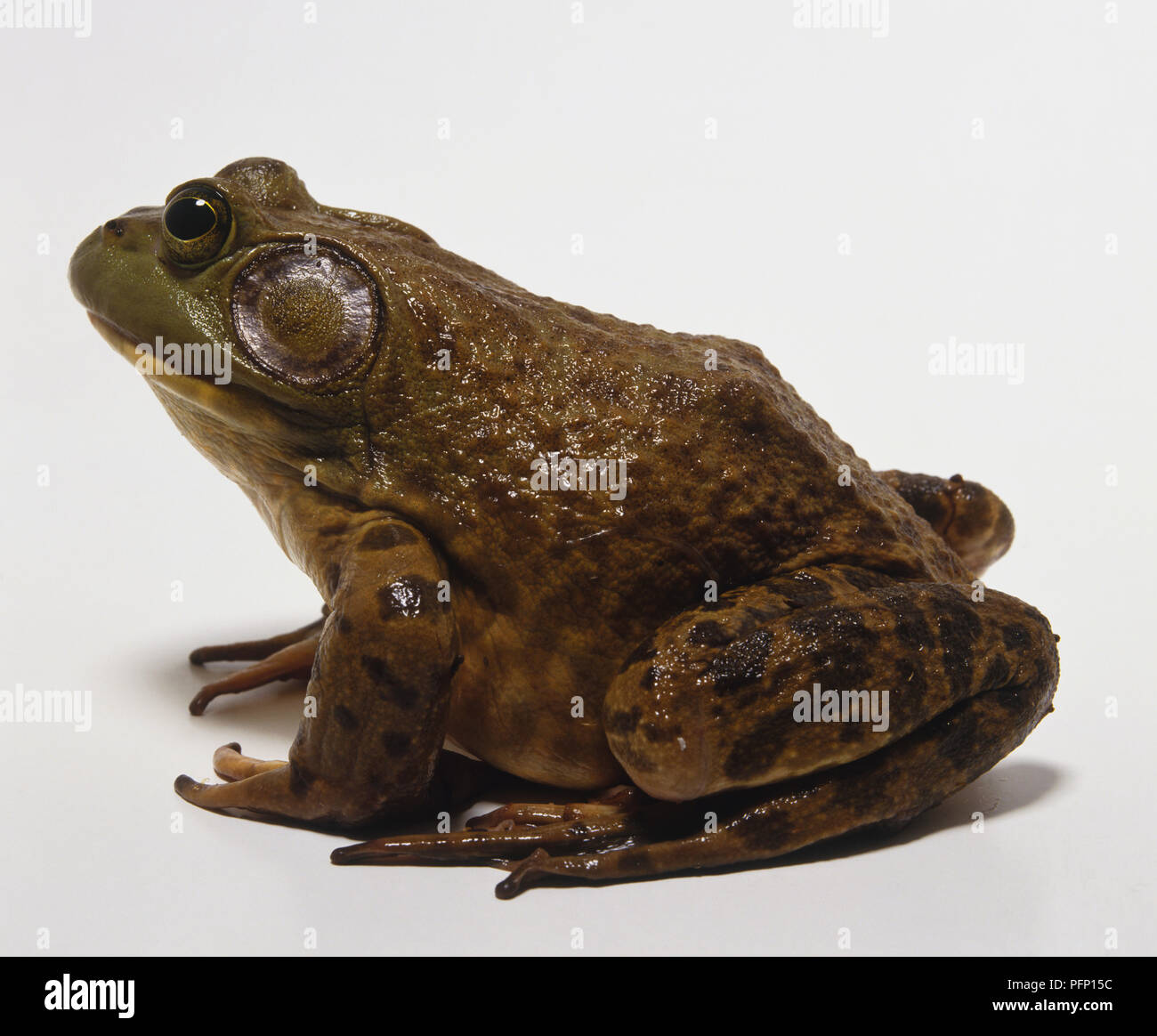 North American Bullfrog (Rana catesbeiana), side view. Stock Photo