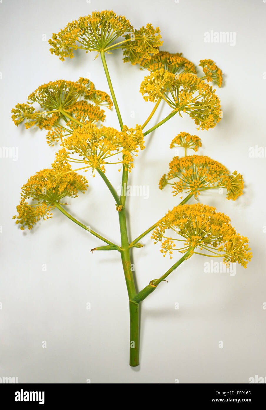 Ferula communis giant fennel branch with bright yellow flowers in fan