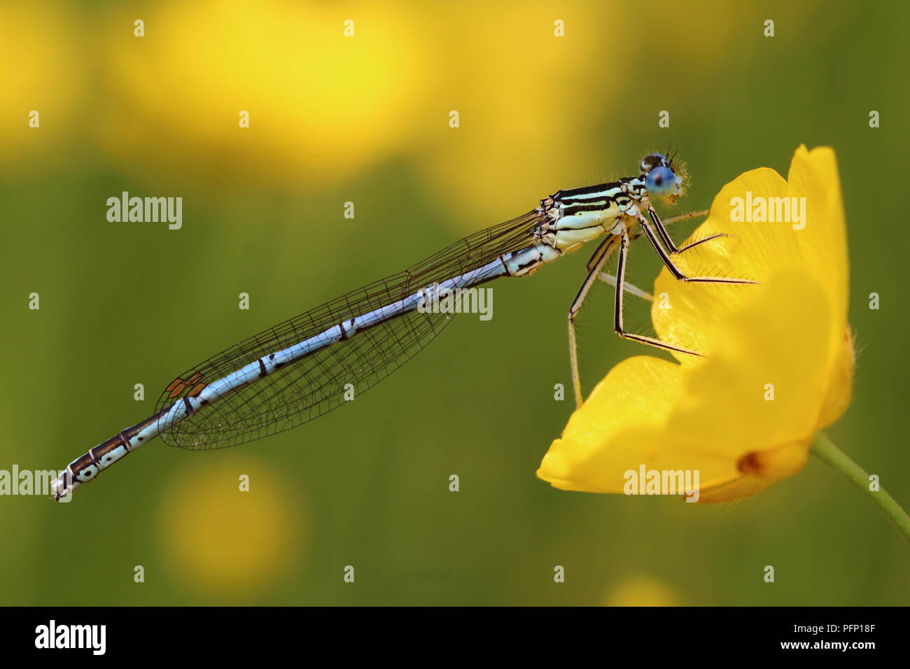 Male White-legged Damselfly Stock Photo - Alamy