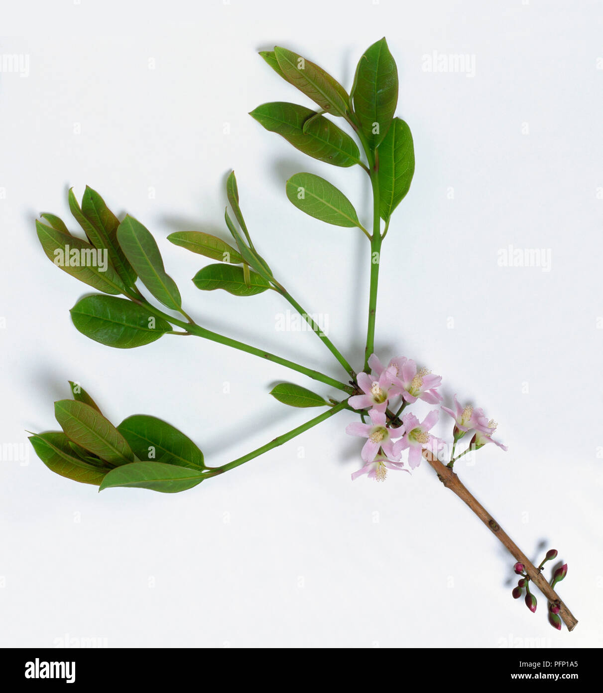 Cratoxylum formosum, Pink Mempat tree, branch with green leaf clusters and fragrant pink blossom. Stock Photo