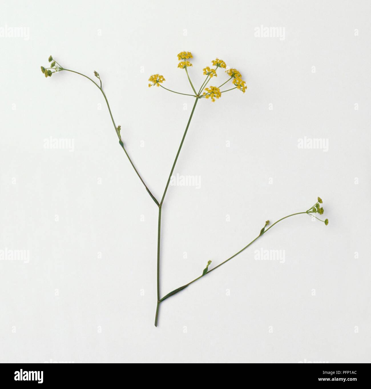 Bupleurum falcatum (Sickle hare's ear), stem with leaf bracts and umbel of yellow flowers Stock Photo