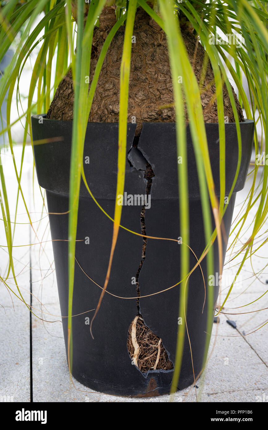 Pot broken by roots of a Beaucarnea recurvata because it was become too small.  Beaucarnea recurvata ayant fait éclater son pot devenu trop petit. Stock Photo