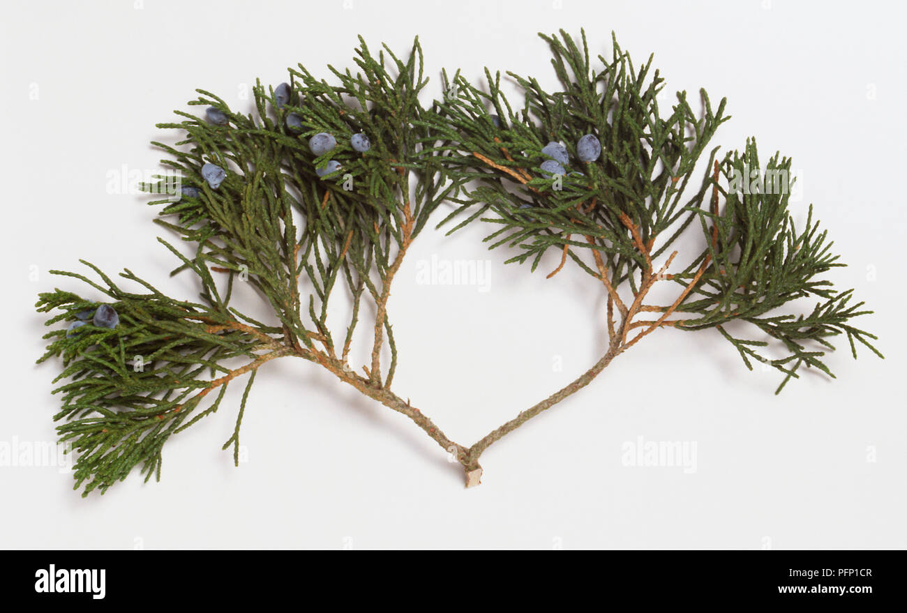 Juniperus virginiana, Pencil Cedar, leaves and cones. Stock Photo