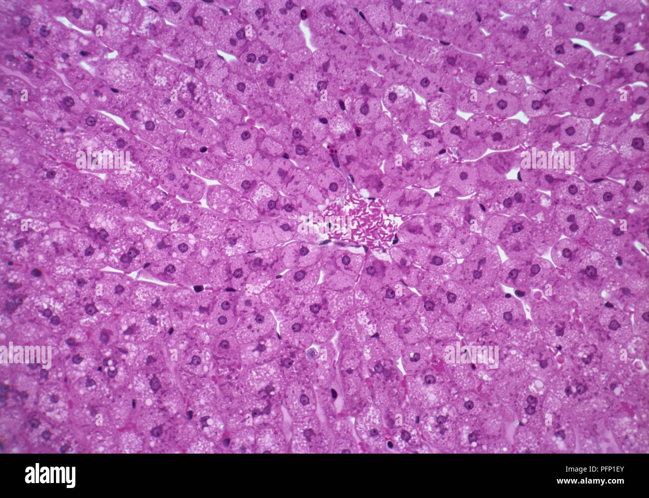 Purple cell hi-res stock photography and images - Alamy