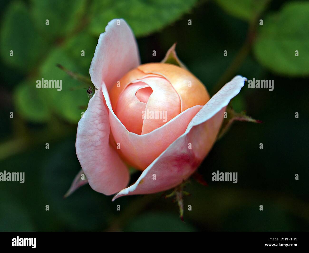 Pink rose about to bloom Stock Photo