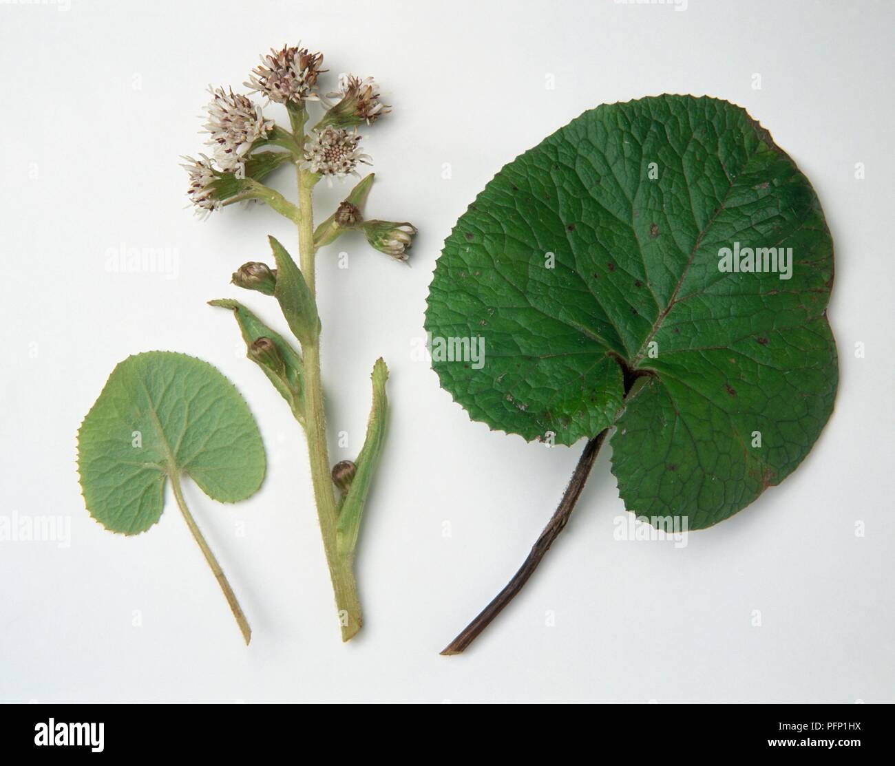 Petasites fragrans (Winter heliotrope), stem with flowers, and leaves Stock Photo