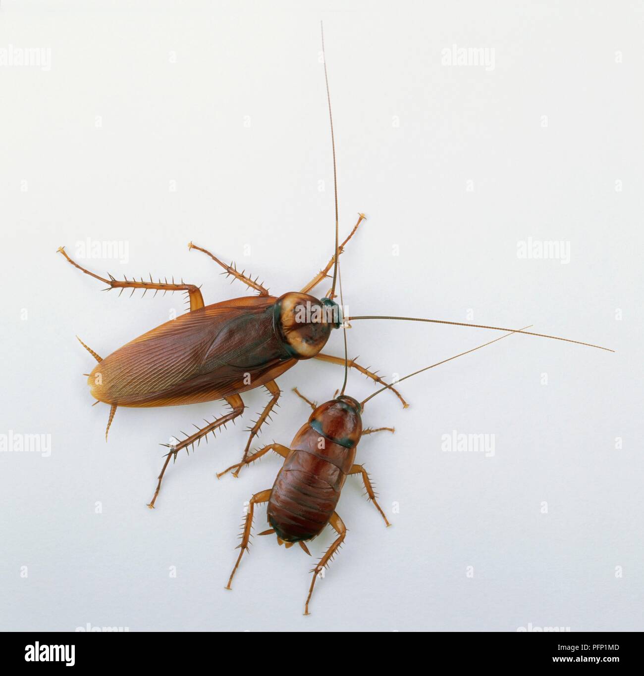 Two American cockroaches (Periplaneta americana Stock Photo - Alamy