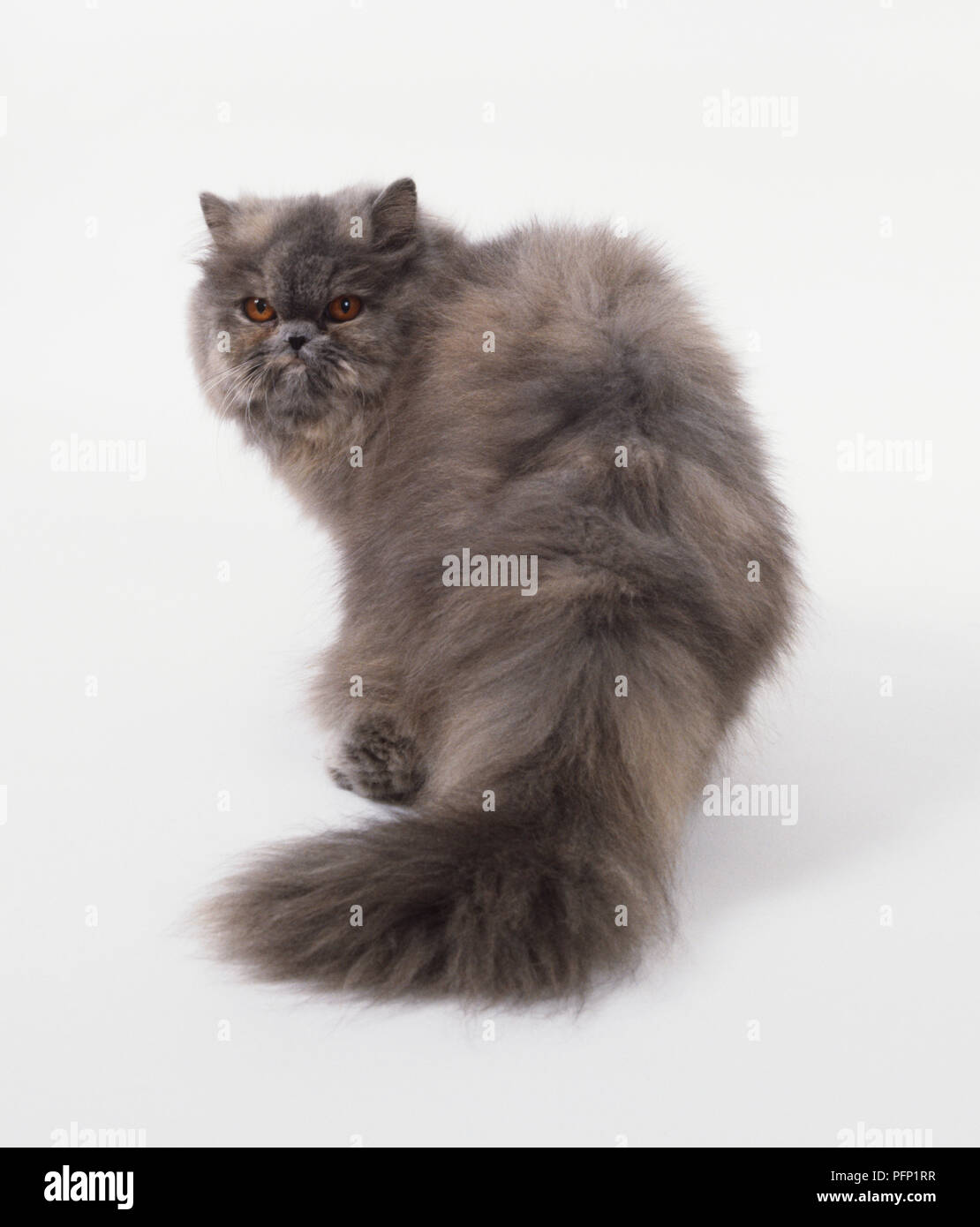 Bluecream Persian Cat (Felis catus) standing, looking back over its